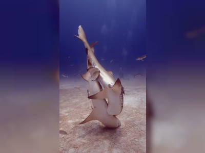 Deux requins-citrons s'accouplent