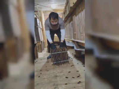 Une ferme de cafards en Chine