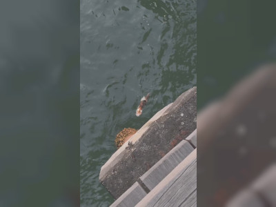 Un chat sauvé de la noyade