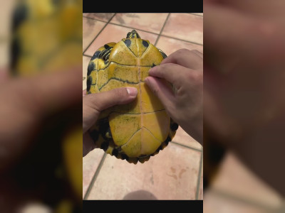 Retirer la peau d'une tortue
