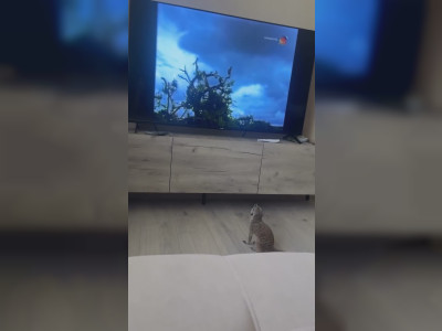 Un suricate terrifié par un film d'horreur