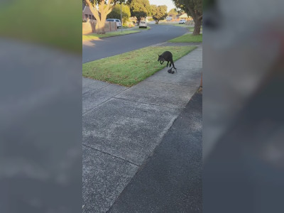 Une maman wallaby perd son bébé