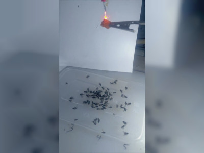 Un piège radical contre les mouches