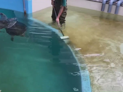 Une tortue marine réclame des caresses