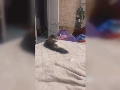 Un monstre gobe un chat