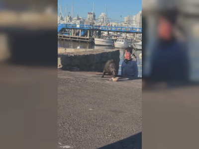 Un goéland chipe le repas d'un lion de mer