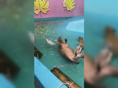 Un capybara se fait masser par des canards