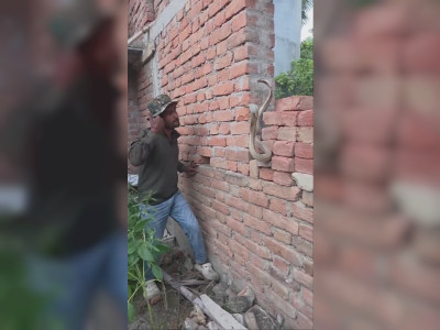 Il capture deux cobras à mains nues