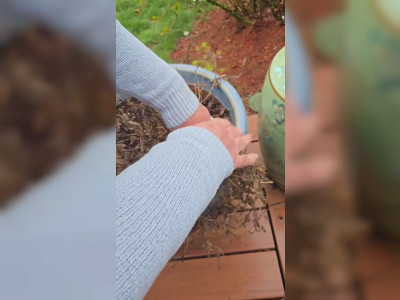 Des lapereaux cachés dans un pot de fleur