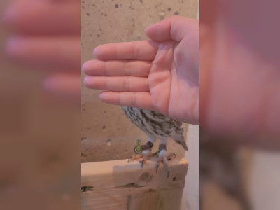 Jouer avec une chouetteUn humain joue avec une chouette