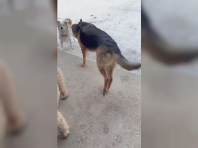Un chien qui sort la poubelle
