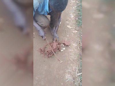 La taille d'une reine termite