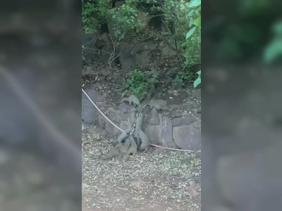 Un python affronte des mangoustes