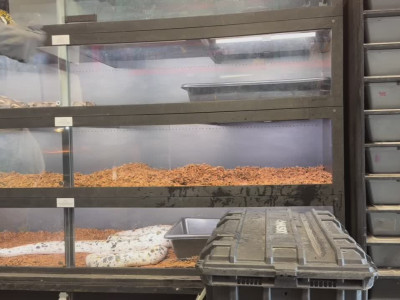 Un python brise la vitre de son terrarium