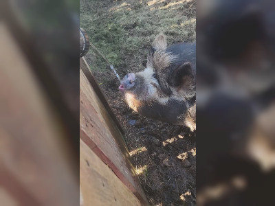 Un cochon boit de l'eau
