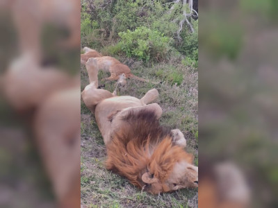 Un lion fait pipi dans son lit