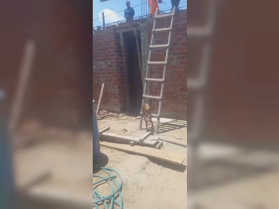 Un chien déterminé à grimper à l'échelle