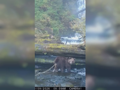 Des parasites retirés de l'arrière d'un ours