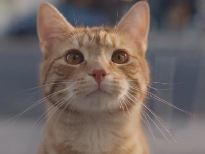 Un chat économise pour s'acheter un iPhone Duo